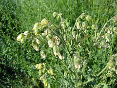 emmenanthe penduliflora
